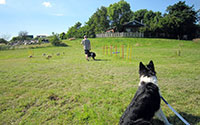 Urlaub mit Hund an der Nordsee