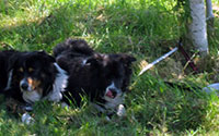 Urlaub mit Hund an der Nordsee