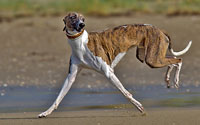 Urlaub mit Hund an der Nordsee