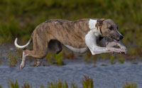 Urlaub mit Hund an der Nordsee