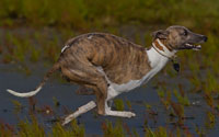 Urlaub mit Hund an der Nordsee