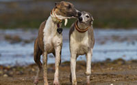 Urlaub mit Hund an der Nordsee