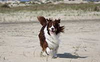 Urlaub mit Hund an der Nordsee