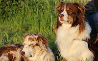 Urlaub mit Hund an der Nordsee